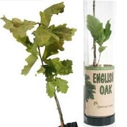 Picture of REAL LIVE OAK TREE SAPLING in Clear Tube