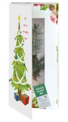 Picture of REAL LIVE NORWAY SPRUCE TREE in a Christmas Greeting Card