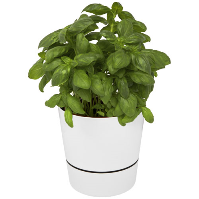 Picture of HERBS SINGLE KITCHEN POT