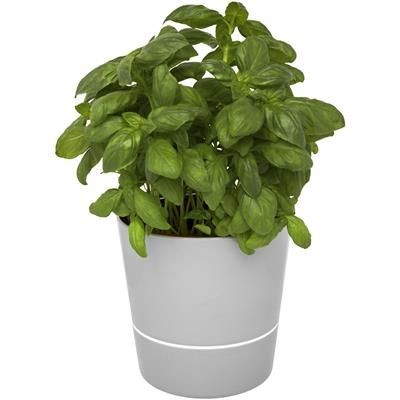 Picture of HERBS SINGLE KITCHEN POT