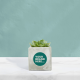 Picture of SUCCULENT in Marble Concrete Pot Printed