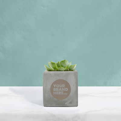 Picture of SUCCULENT in Grey Concrete Pot Engraved