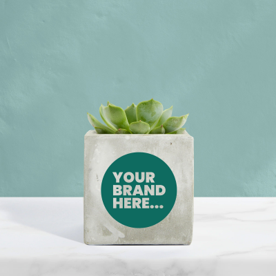Picture of SUCCULENT in Marble Concrete Pot Printed.