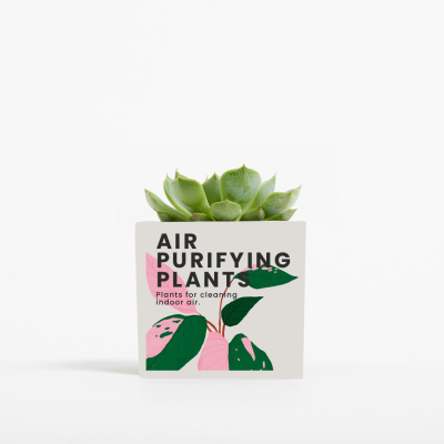 Picture of PLANT in 6Cm Aluminium Metal Pot