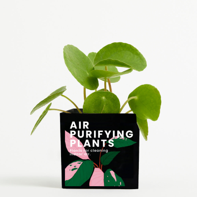 Picture of PLANT in 9Cm Aluminium Metal Pot