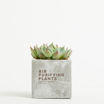 Picture of PLANT in 9Cm Concrete Pot