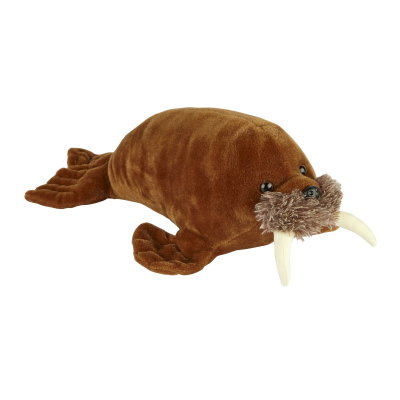 Picture of WALRUS.