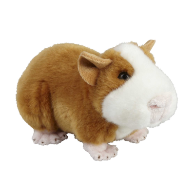 Picture of GUINEA PIG.