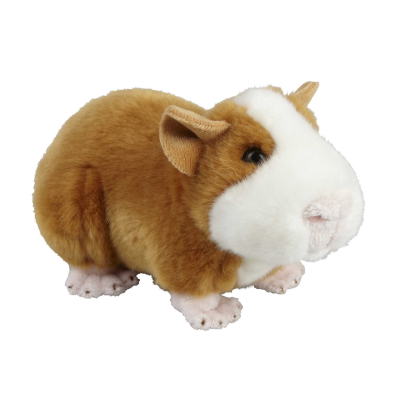 Picture of GUINEA PIG