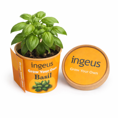 Picture of DESKTOP HERB GARDEN – BASIL