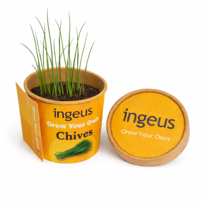 Picture of DESKTOP HERB GARDEN – CHIVES