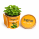 Picture of DESKTOP HERB GARDEN – MINTS
