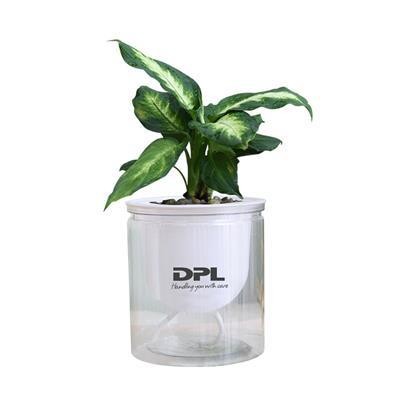 Picture of CLEAR TRANSPARENT SELF WATER PLANTER KIT ( NO SEEDS )